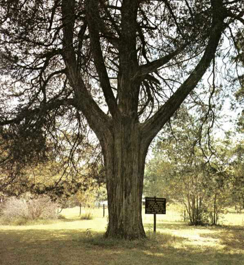 Turner Redcedar